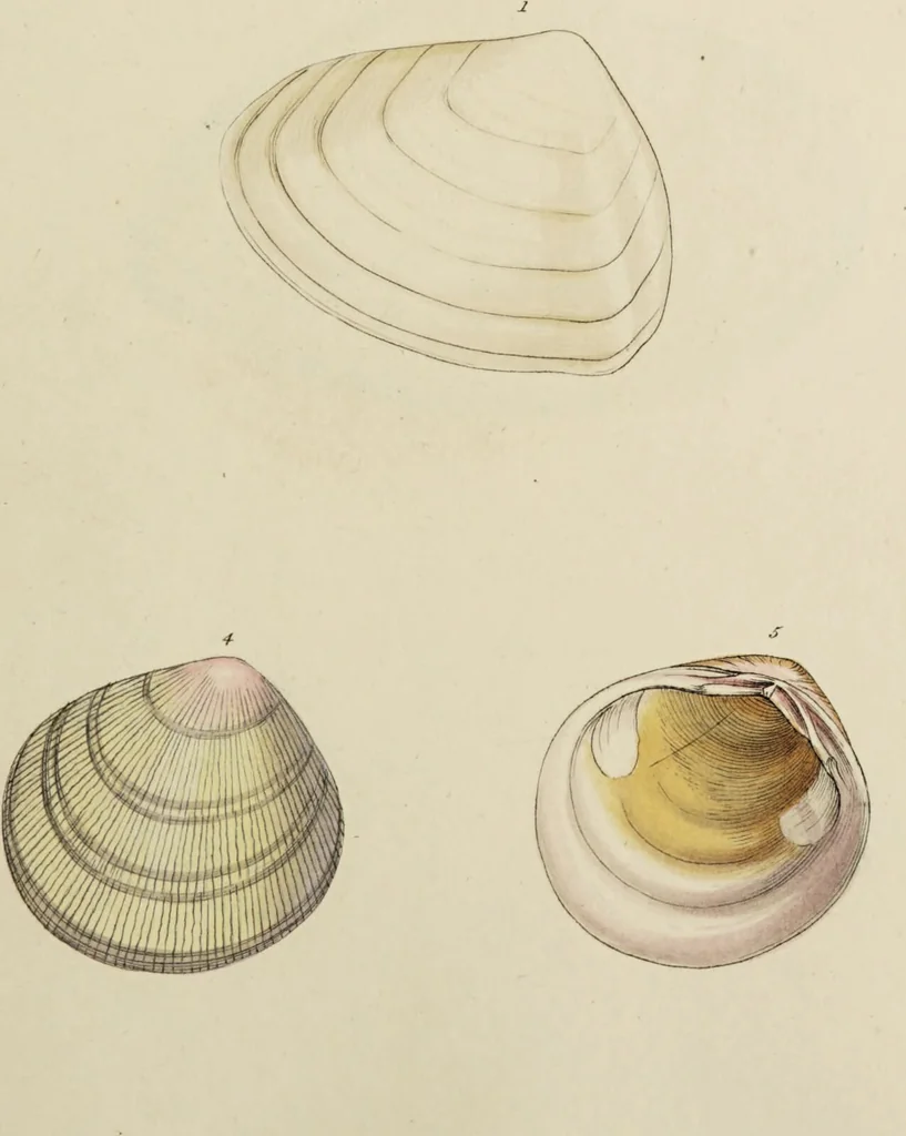 An illustration from General conchology; or, a description of shells arranged according to the Linnean system. And illustrated with plates drawn and coloured from nature. Vol. 1 / by W. Wood., 1815, leaf 419