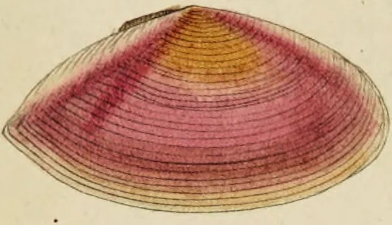 An illustration from General conchology; or, a description of shells arranged according to the Linnean system. And illustrated with plates drawn and coloured from nature. Vol. 1 / by W. Wood., 1815, leaf 421