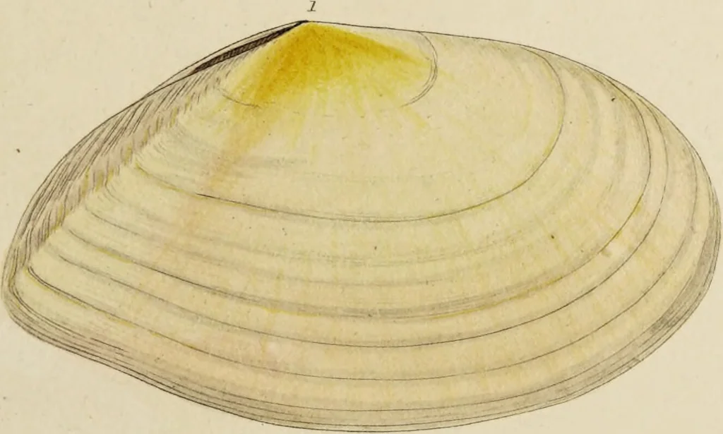 An illustration from General conchology; or, a description of shells arranged according to the Linnean system. And illustrated with plates drawn and coloured from nature. Vol. 1 / by W. Wood., 1815, leaf 421