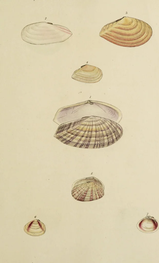 An illustration from General conchology; or, a description of shells arranged according to the Linnean system. And illustrated with plates drawn and coloured from nature. Vol. 1 / by W. Wood., 1815, leaf 423