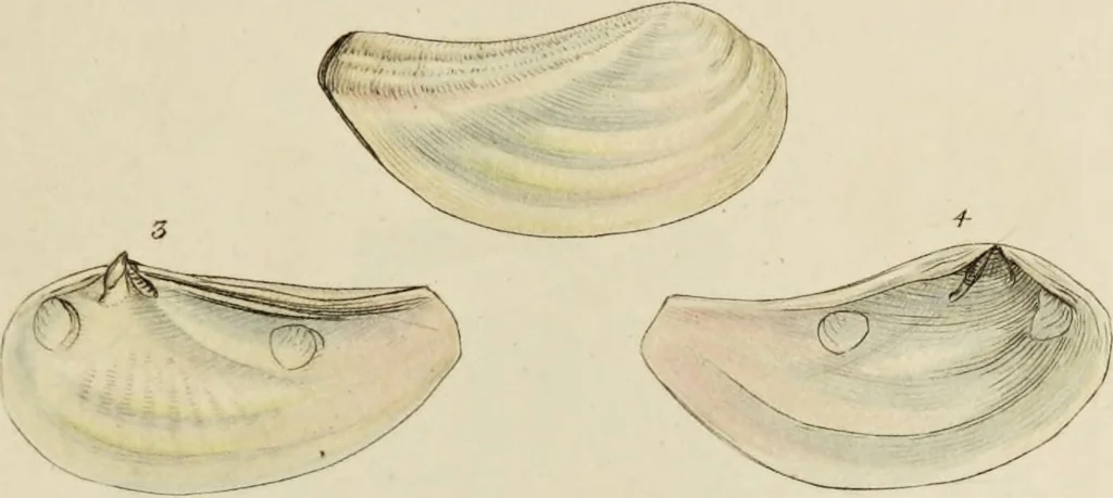 An illustration from General conchology; or, a description of shells arranged according to the Linnean system. And illustrated with plates drawn and coloured from nature. Vol. 1 / by W. Wood., 1815, leaf 427