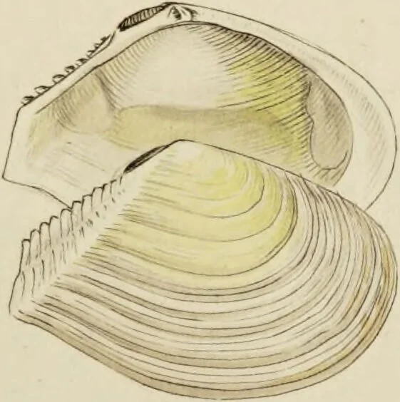 An illustration from General conchology; or, a description of shells arranged according to the Linnean system. And illustrated with plates drawn and coloured from nature. Vol. 1 / by W. Wood., 1815, leaf 427