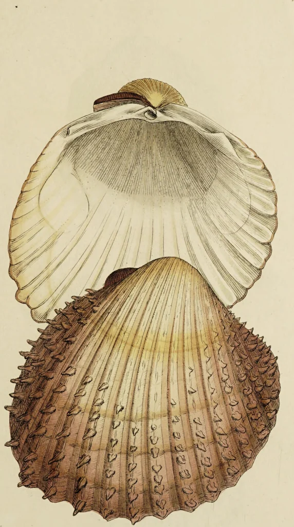 An illustration from General conchology; or, a description of shells arranged according to the Linnean system. And illustrated with plates drawn and coloured from nature. Vol. 1 / by W. Wood., 1815, leaf 429