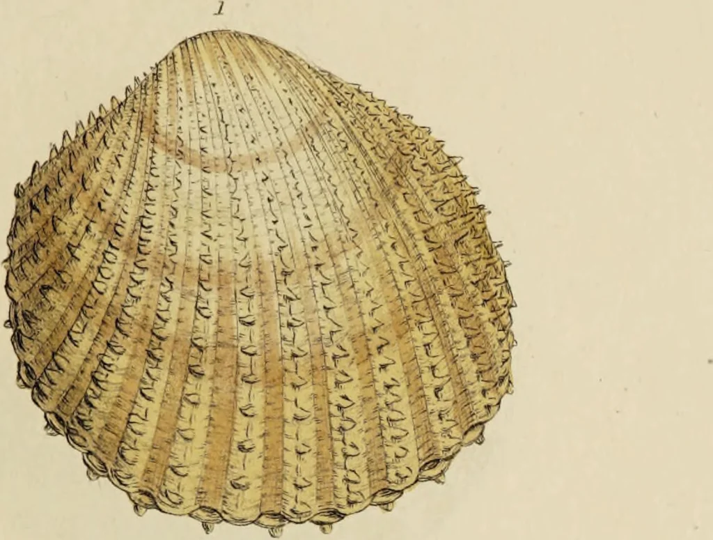 An illustration from General conchology; or, a description of shells arranged according to the Linnean system. And illustrated with plates drawn and coloured from nature. Vol. 1 / by W. Wood., 1815, leaf 431