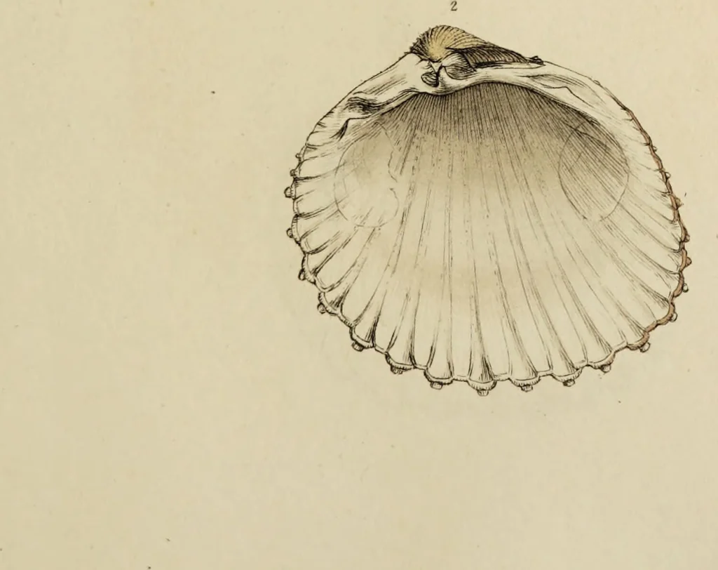 An illustration from General conchology; or, a description of shells arranged according to the Linnean system. And illustrated with plates drawn and coloured from nature. Vol. 1 / by W. Wood., 1815, leaf 431