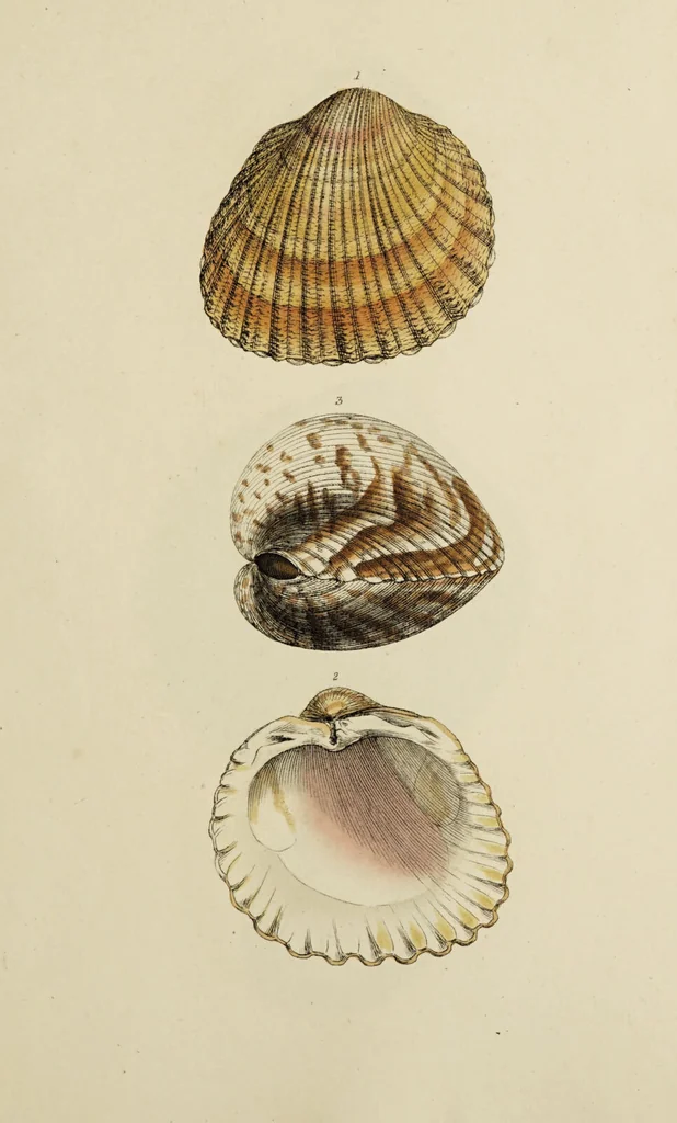 An illustration from General conchology; or, a description of shells arranged according to the Linnean system. And illustrated with plates drawn and coloured from nature. Vol. 1 / by W. Wood., 1815, leaf 433