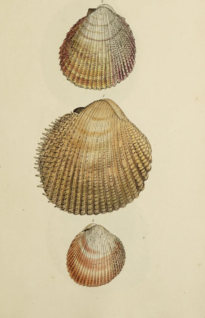 An illustration from General conchology; or, a description of shells arranged according to the Linnean system. And illustrated with plates drawn and coloured from nature. Vol. 1 / by W. Wood., 1815, leaf 435
