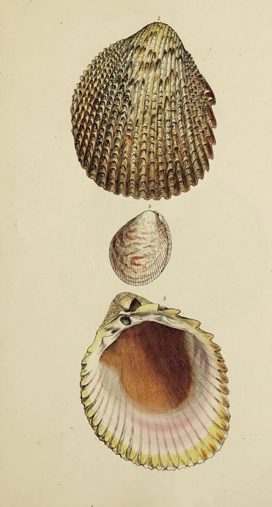 An illustration from General conchology; or, a description of shells arranged according to the Linnean system. And illustrated with plates drawn and coloured from nature. Vol. 1 / by W. Wood., 1815, leaf 437