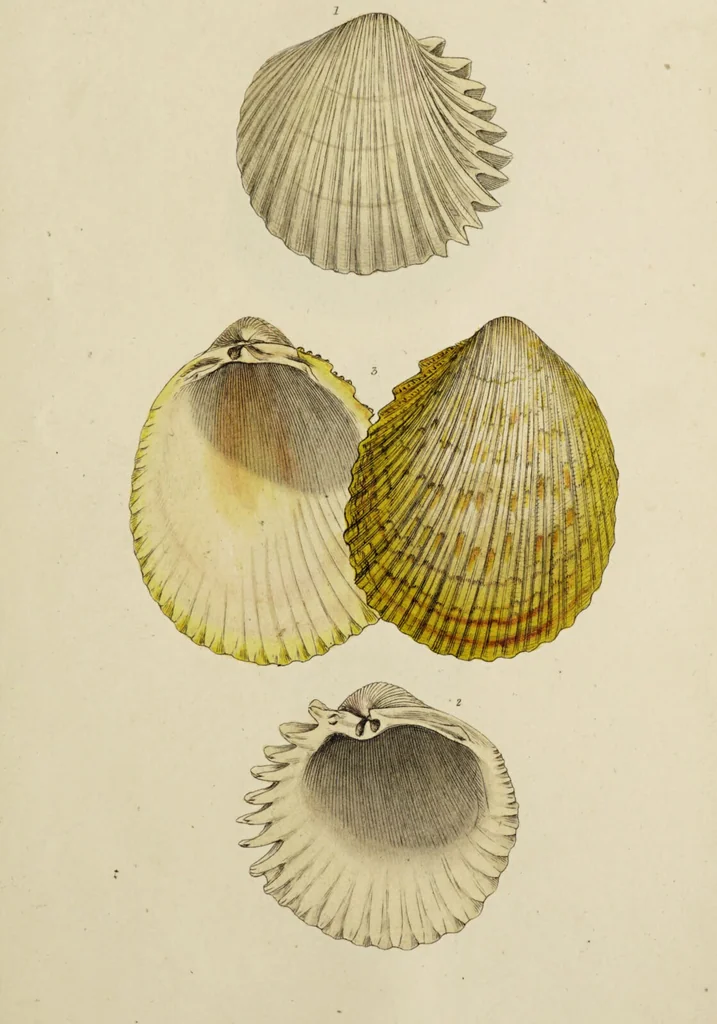 An illustration from General conchology; or, a description of shells arranged according to the Linnean system. And illustrated with plates drawn and coloured from nature. Vol. 1 / by W. Wood., 1815, leaf 439