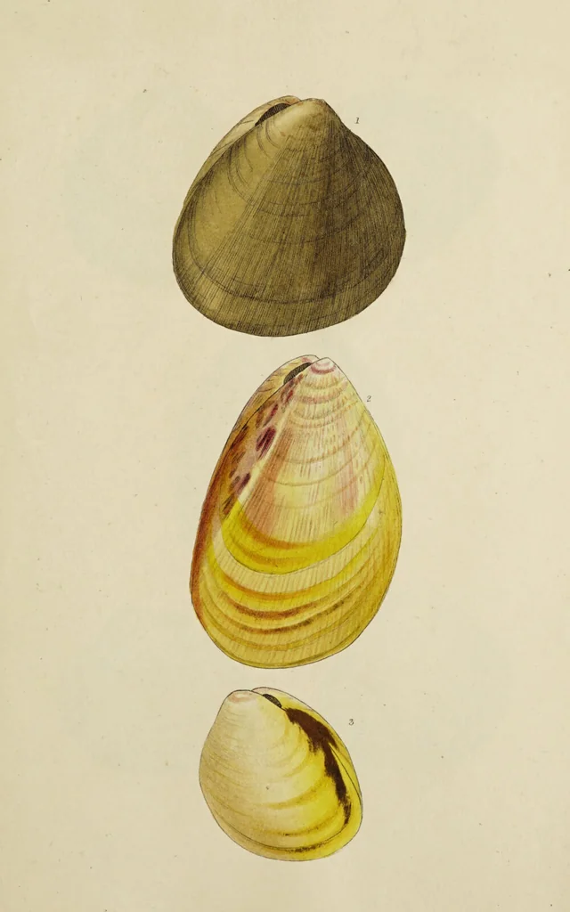An illustration from General conchology; or, a description of shells arranged according to the Linnean system. And illustrated with plates drawn and coloured from nature. Vol. 1 / by W. Wood., 1815, leaf 441