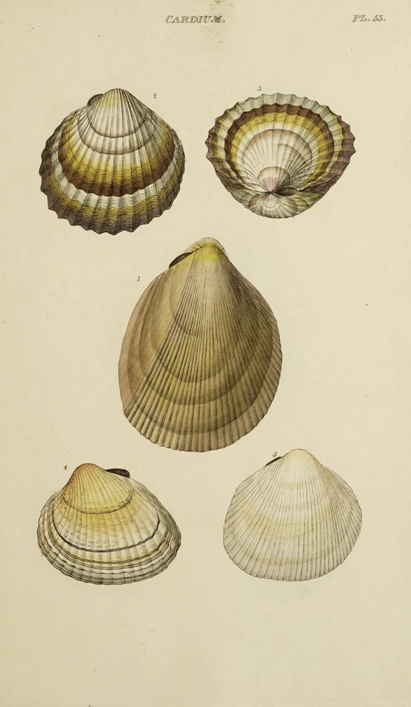 An illustration from General conchology; or, a description of shells arranged according to the Linnean system. And illustrated with plates drawn and coloured from nature. Vol. 1 / by W. Wood., 1815, leaf 443