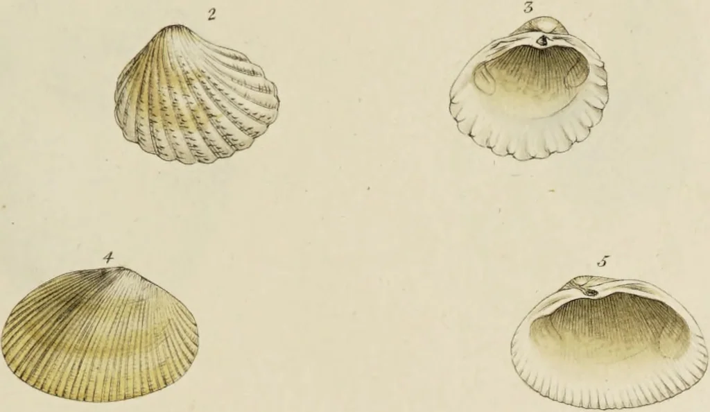 An illustration from General conchology; or, a description of shells arranged according to the Linnean system. And illustrated with plates drawn and coloured from nature. Vol. 1 / by W. Wood., 1815, leaf 447