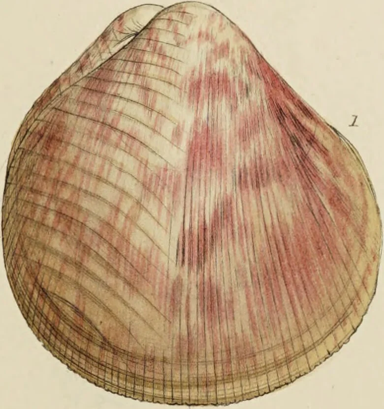 An illustration from General conchology; or, a description of shells arranged according to the Linnean system. And illustrated with plates drawn and coloured from nature. Vol. 1 / by W. Wood., 1815, leaf 447