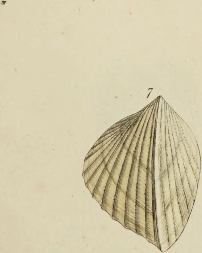 An illustration from General conchology; or, a description of shells arranged according to the Linnean system. And illustrated with plates drawn and coloured from nature. Vol. 1 / by W. Wood., 1815, leaf 447