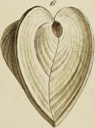 An illustration from General conchology; or, a description of shells arranged according to the Linnean system. And illustrated with plates drawn and coloured from nature. Vol. 1 / by W. Wood., 1815, leaf 447