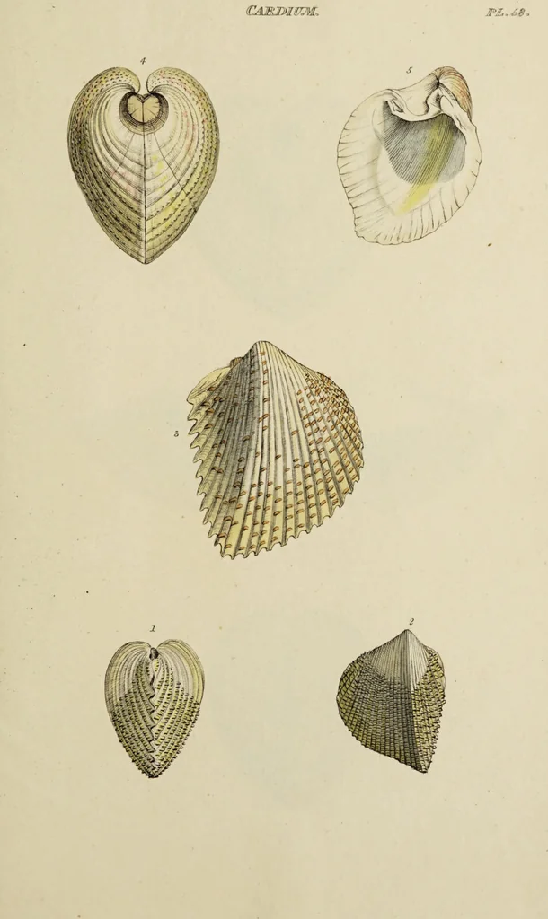 An illustration from General conchology; or, a description of shells arranged according to the Linnean system. And illustrated with plates drawn and coloured from nature. Vol. 1 / by W. Wood., 1815, leaf 449