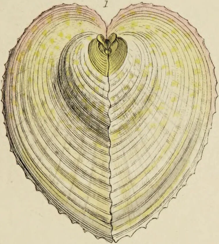 An illustration from General conchology; or, a description of shells arranged according to the Linnean system. And illustrated with plates drawn and coloured from nature. Vol. 1 / by W. Wood., 1815, leaf 451