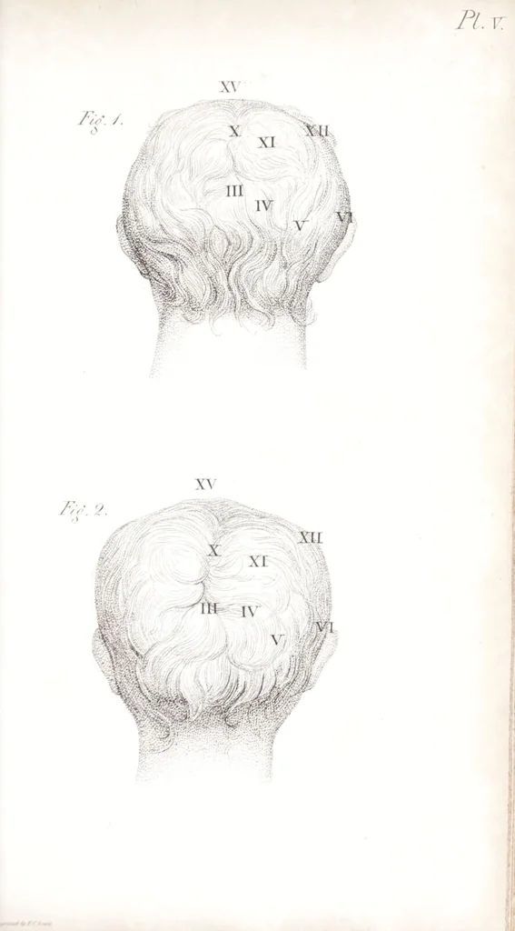 An illustration from Phrenology, or The doctrine of the mind : and of the relations between its manifestations and the body / By G. Spurzheim, M.D., 1830, leaf 329