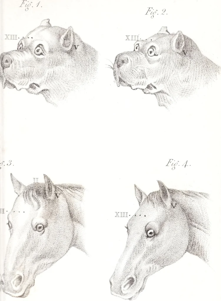 An illustration from Phrenology, or The doctrine of the mind : and of the relations between its manifestations and the body / By G. Spurzheim, M.D., 1830, leaf 333