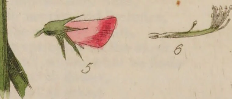 An illustration from British phaenogamous botany, or, figures and descriptions of the genera of British flowering plants / By W. Baxter., 1834, leaf 228