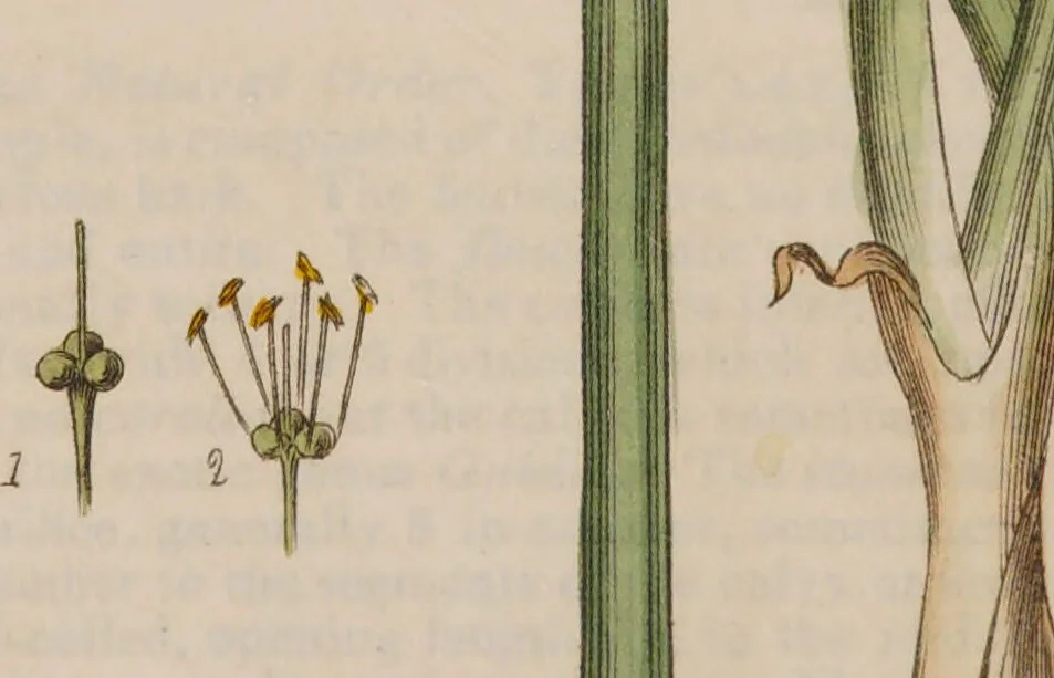 An illustration from British phaenogamous botany, or, figures and descriptions of the genera of British flowering plants / By W. Baxter., 1834, leaf 82