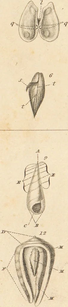 An illustration from The elements of conchology; or, natural history of shells. According to the Linnean system. With observations on modern arrangements / By Thomas Brown ... Illustrated with nine coloured engravings., 1816, leaf 187