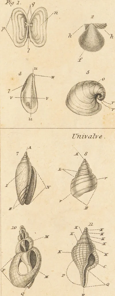 An illustration from The elements of conchology; or, natural history of shells. According to the Linnean system. With observations on modern arrangements / By Thomas Brown ... Illustrated with nine coloured engravings., 1816, leaf 187