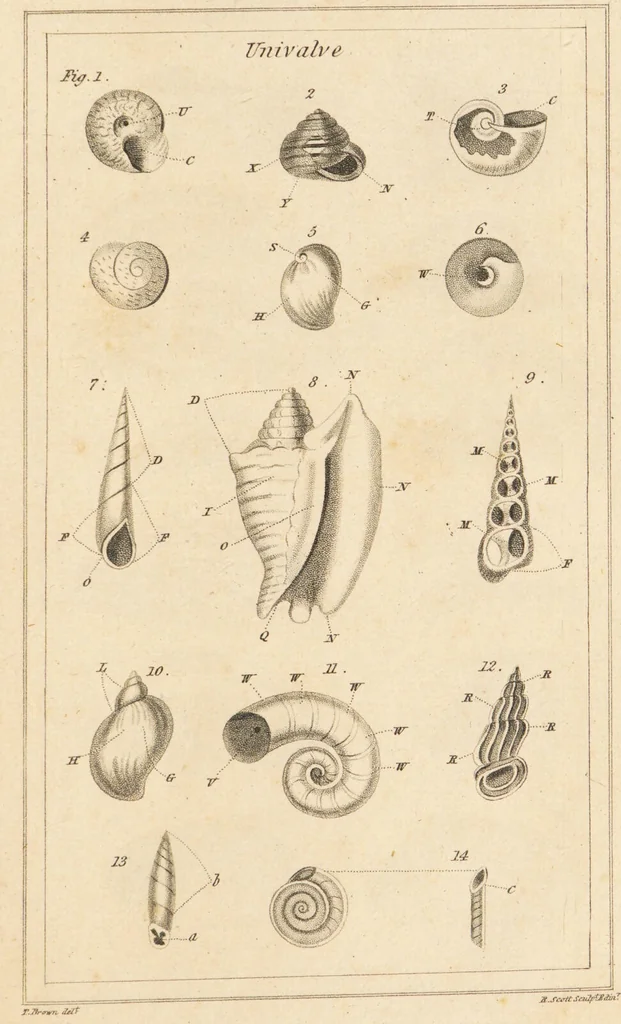 An illustration from The elements of conchology; or, natural history of shells. According to the Linnean system. With observations on modern arrangements / By Thomas Brown ... Illustrated with nine coloured engravings., 1816, leaf 189