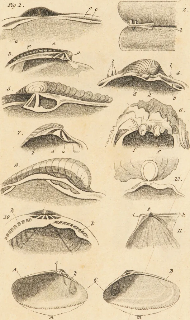 An illustration from The elements of conchology; or, natural history of shells. According to the Linnean system. With observations on modern arrangements / By Thomas Brown ... Illustrated with nine coloured engravings., 1816, leaf 191