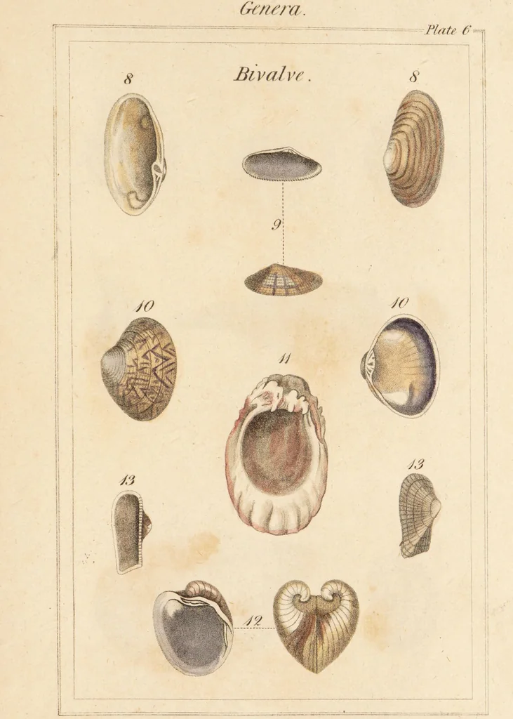 An illustration from The elements of conchology; or, natural history of shells. According to the Linnean system. With observations on modern arrangements / By Thomas Brown ... Illustrated with nine coloured engravings., 1816, leaf 195