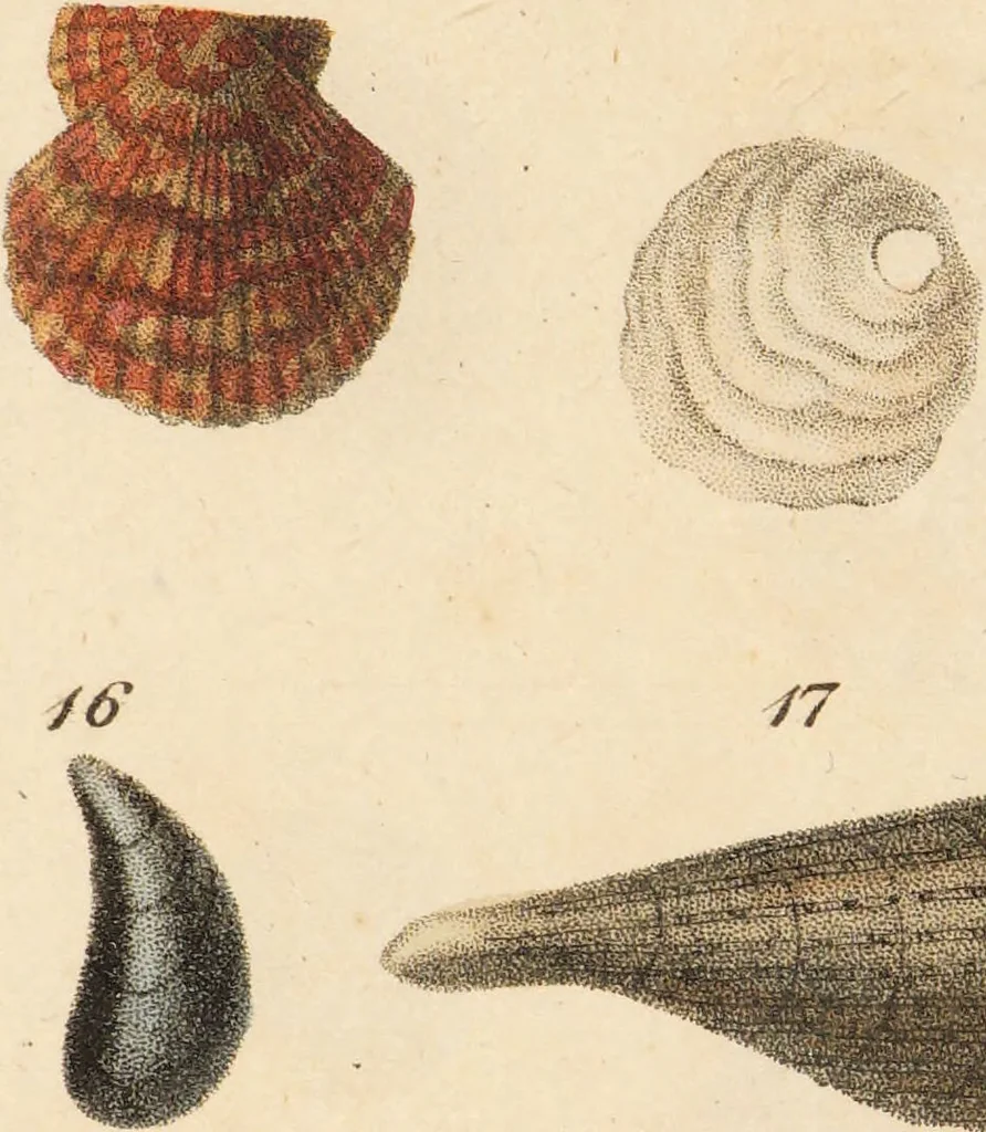An illustration from The elements of conchology; or, natural history of shells. According to the Linnean system. With observations on modern arrangements / By Thomas Brown ... Illustrated with nine coloured engravings., 1816, leaf 197