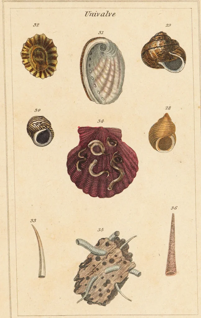 An illustration from The elements of conchology; or, natural history of shells. According to the Linnean system. With observations on modern arrangements / By Thomas Brown ... Illustrated with nine coloured engravings., 1816, leaf 199