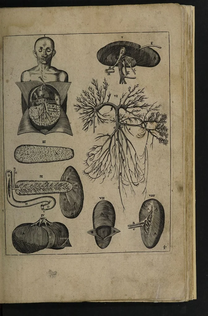 An illustration from A sure guide; or, the best and nearest way to physick and chyrurgery .... Being an anatomical description of the whol [sic] body of man, and its parts, with their respective diseases .... In six books .... / Englished by Nich. Culpeper, Gent. and W.R. doctor of the liberal arts, and of physick [i.e. William Rand]., 1657, leaf 283