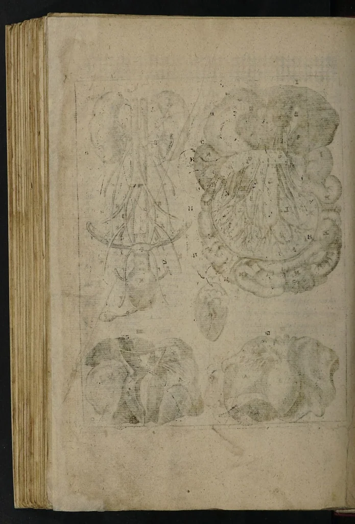 An illustration from A sure guide; or, the best and nearest way to physick and chyrurgery .... Being an anatomical description of the whol [sic] body of man, and its parts, with their respective diseases .... In six books .... / Englished by Nich. Culpeper, Gent. and W.R. doctor of the liberal arts, and of physick [i.e. William Rand]., 1657, leaf 296