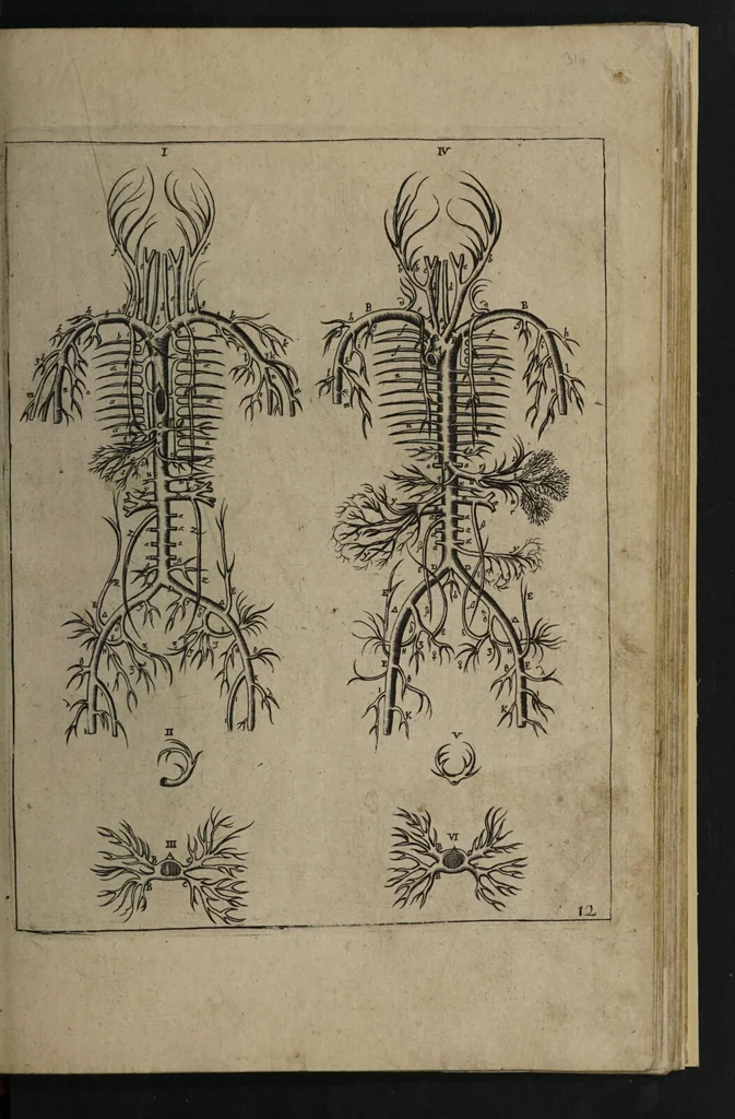An illustration from A sure guide; or, the best and nearest way to physick and chyrurgery .... Being an anatomical description of the whol [sic] body of man, and its parts, with their respective diseases .... In six books .... / Englished by Nich. Culpeper, Gent. and W.R. doctor of the liberal arts, and of physick [i.e. William Rand]., 1657, leaf 307