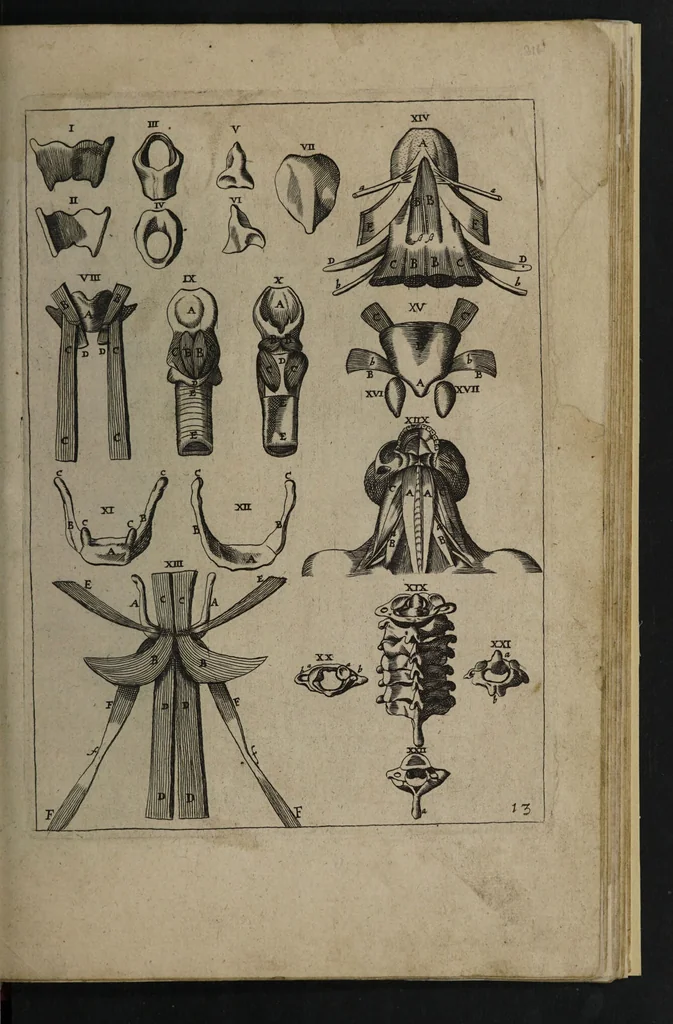 An illustration from A sure guide; or, the best and nearest way to physick and chyrurgery .... Being an anatomical description of the whol [sic] body of man, and its parts, with their respective diseases .... In six books .... / Englished by Nich. Culpeper, Gent. and W.R. doctor of the liberal arts, and of physick [i.e. William Rand]., 1657, leaf 311