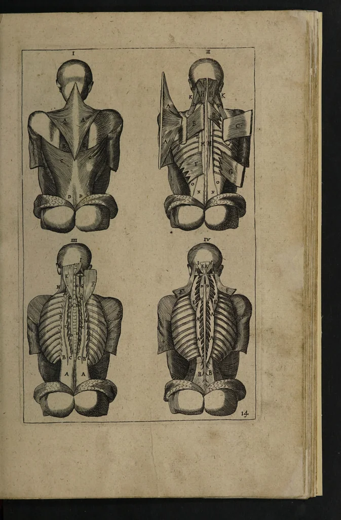 An illustration from A sure guide; or, the best and nearest way to physick and chyrurgery .... Being an anatomical description of the whol [sic] body of man, and its parts, with their respective diseases .... In six books .... / Englished by Nich. Culpeper, Gent. and W.R. doctor of the liberal arts, and of physick [i.e. William Rand]., 1657, leaf 315