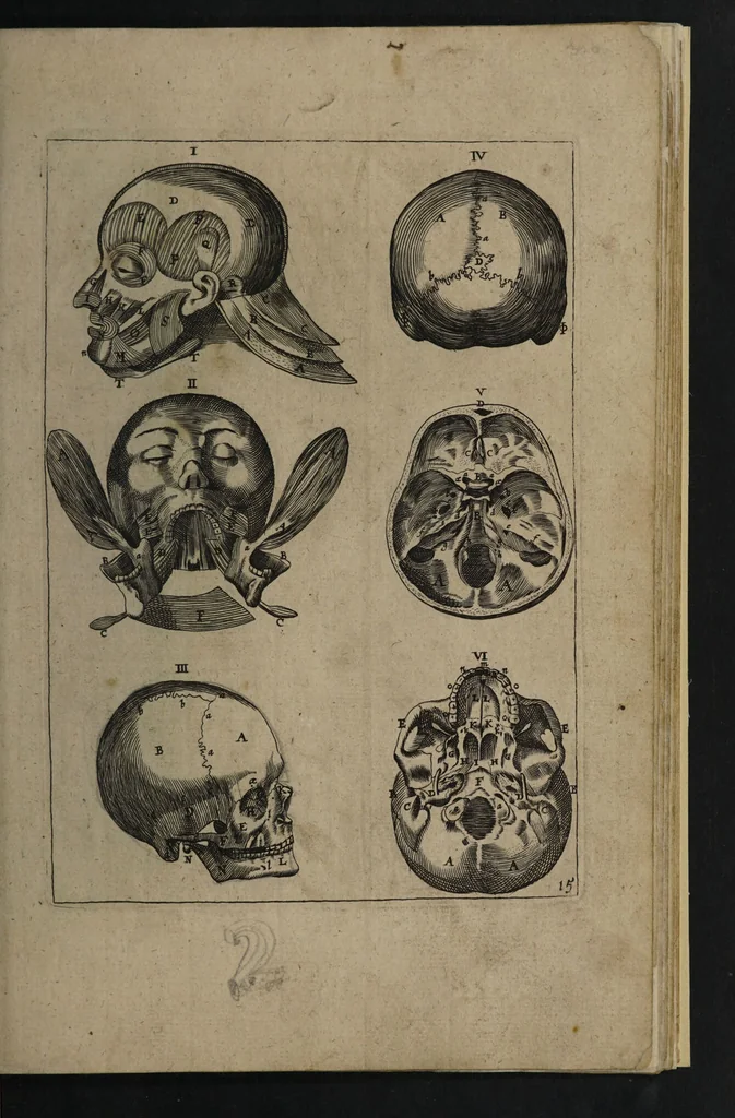 An illustration from A sure guide; or, the best and nearest way to physick and chyrurgery .... Being an anatomical description of the whol [sic] body of man, and its parts, with their respective diseases .... In six books .... / Englished by Nich. Culpeper, Gent. and W.R. doctor of the liberal arts, and of physick [i.e. William Rand]., 1657, leaf 319