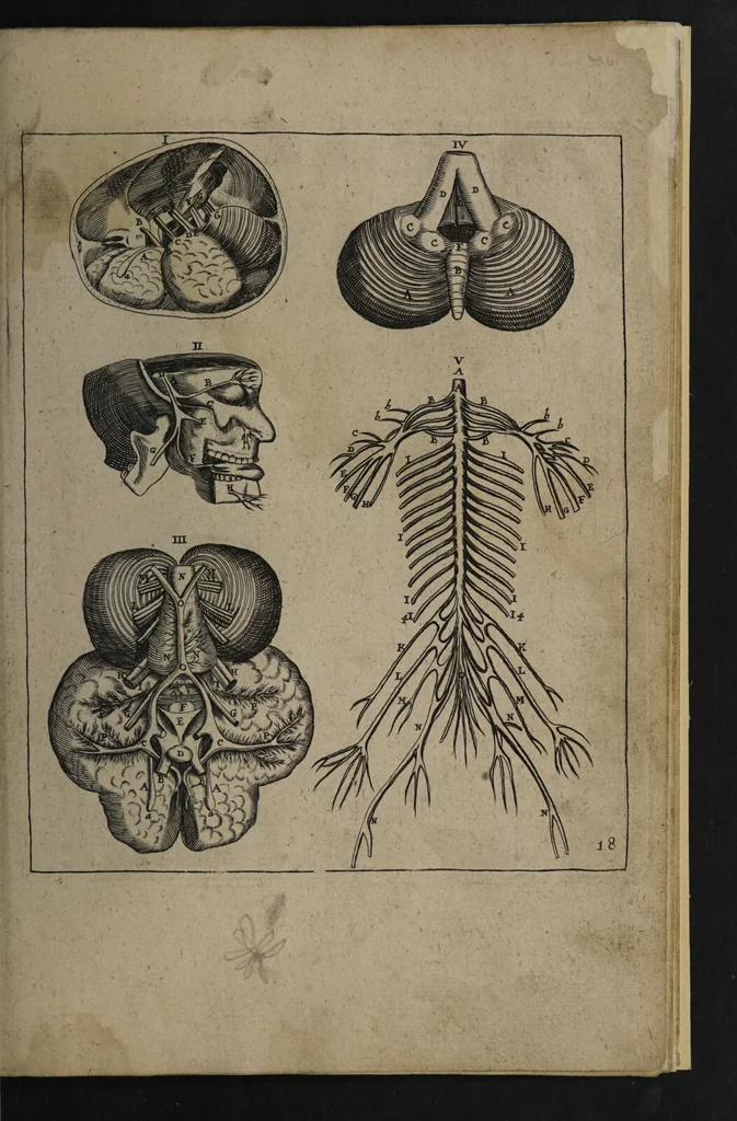 An illustration from A sure guide; or, the best and nearest way to physick and chyrurgery .... Being an anatomical description of the whol [sic] body of man, and its parts, with their respective diseases .... In six books .... / Englished by Nich. Culpeper, Gent. and W.R. doctor of the liberal arts, and of physick [i.e. William Rand]., 1657, leaf 335
