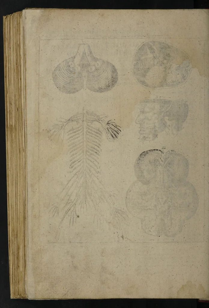 An illustration from A sure guide; or, the best and nearest way to physick and chyrurgery .... Being an anatomical description of the whol [sic] body of man, and its parts, with their respective diseases .... In six books .... / Englished by Nich. Culpeper, Gent. and W.R. doctor of the liberal arts, and of physick [i.e. William Rand]., 1657, leaf 336