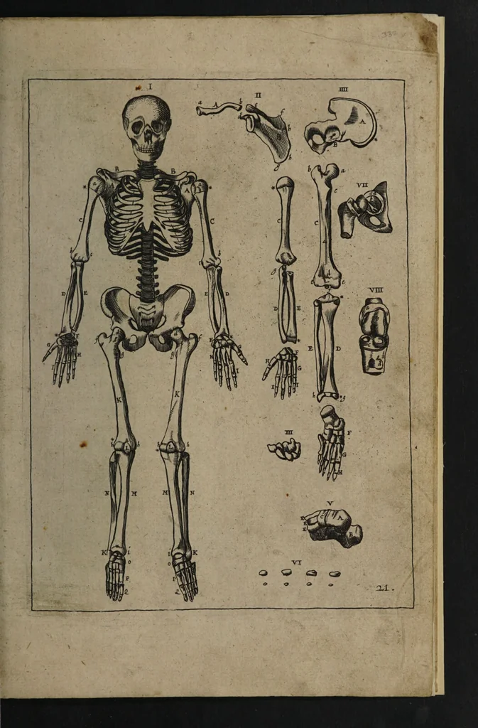 An illustration from A sure guide; or, the best and nearest way to physick and chyrurgery .... Being an anatomical description of the whol [sic] body of man, and its parts, with their respective diseases .... In six books .... / Englished by Nich. Culpeper, Gent. and W.R. doctor of the liberal arts, and of physick [i.e. William Rand]., 1657, leaf 343