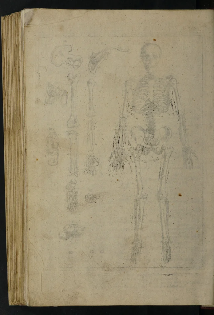 An illustration from A sure guide; or, the best and nearest way to physick and chyrurgery .... Being an anatomical description of the whol [sic] body of man, and its parts, with their respective diseases .... In six books .... / Englished by Nich. Culpeper, Gent. and W.R. doctor of the liberal arts, and of physick [i.e. William Rand]., 1657, leaf 344