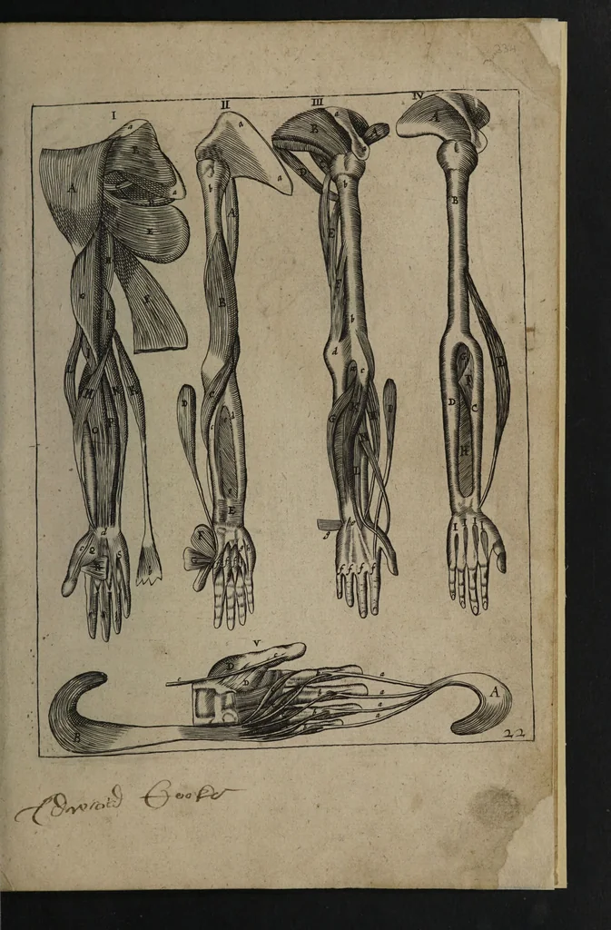 An illustration from A sure guide; or, the best and nearest way to physick and chyrurgery .... Being an anatomical description of the whol [sic] body of man, and its parts, with their respective diseases .... In six books .... / Englished by Nich. Culpeper, Gent. and W.R. doctor of the liberal arts, and of physick [i.e. William Rand]., 1657, leaf 347