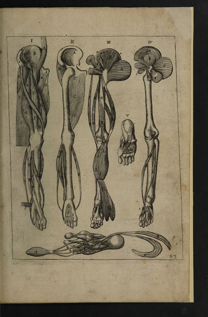 An illustration from A sure guide; or, the best and nearest way to physick and chyrurgery .... Being an anatomical description of the whol [sic] body of man, and its parts, with their respective diseases .... In six books .... / Englished by Nich. Culpeper, Gent. and W.R. doctor of the liberal arts, and of physick [i.e. William Rand]., 1657, leaf 351