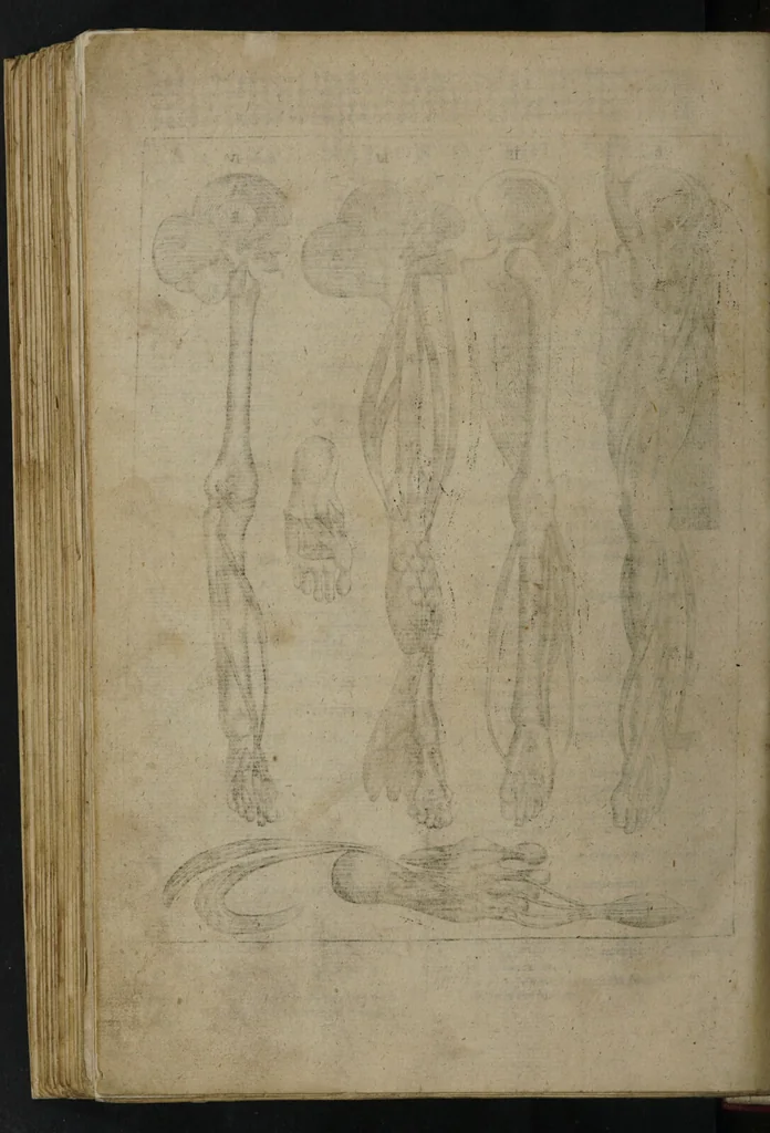 An illustration from A sure guide; or, the best and nearest way to physick and chyrurgery .... Being an anatomical description of the whol [sic] body of man, and its parts, with their respective diseases .... In six books .... / Englished by Nich. Culpeper, Gent. and W.R. doctor of the liberal arts, and of physick [i.e. William Rand]., 1657, leaf 352