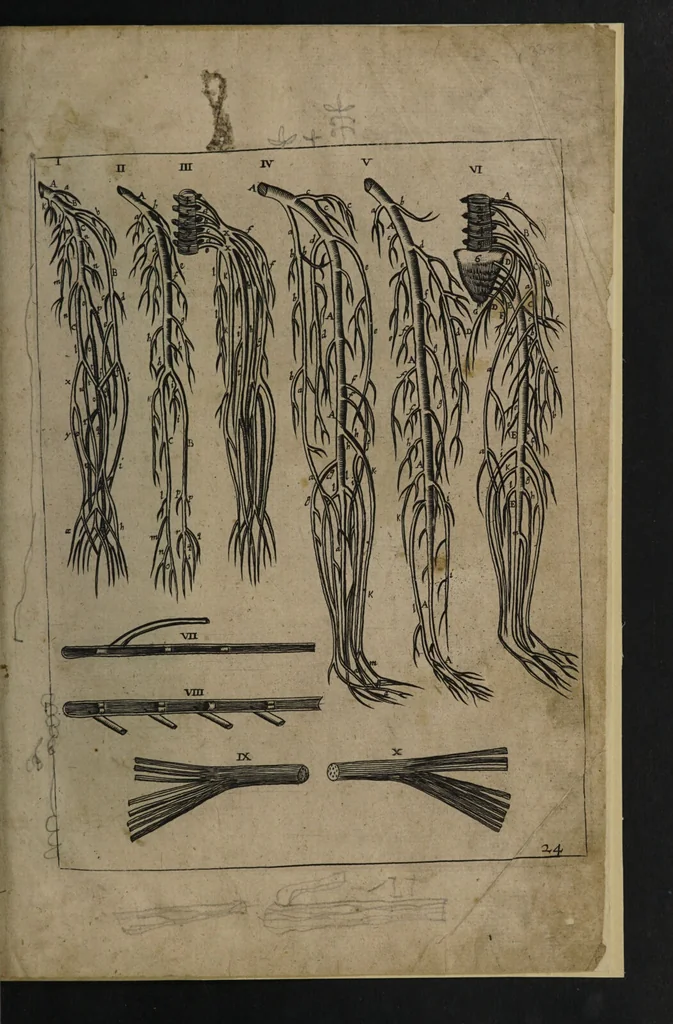 An illustration from A sure guide; or, the best and nearest way to physick and chyrurgery .... Being an anatomical description of the whol [sic] body of man, and its parts, with their respective diseases .... In six books .... / Englished by Nich. Culpeper, Gent. and W.R. doctor of the liberal arts, and of physick [i.e. William Rand]., 1657, leaf 355