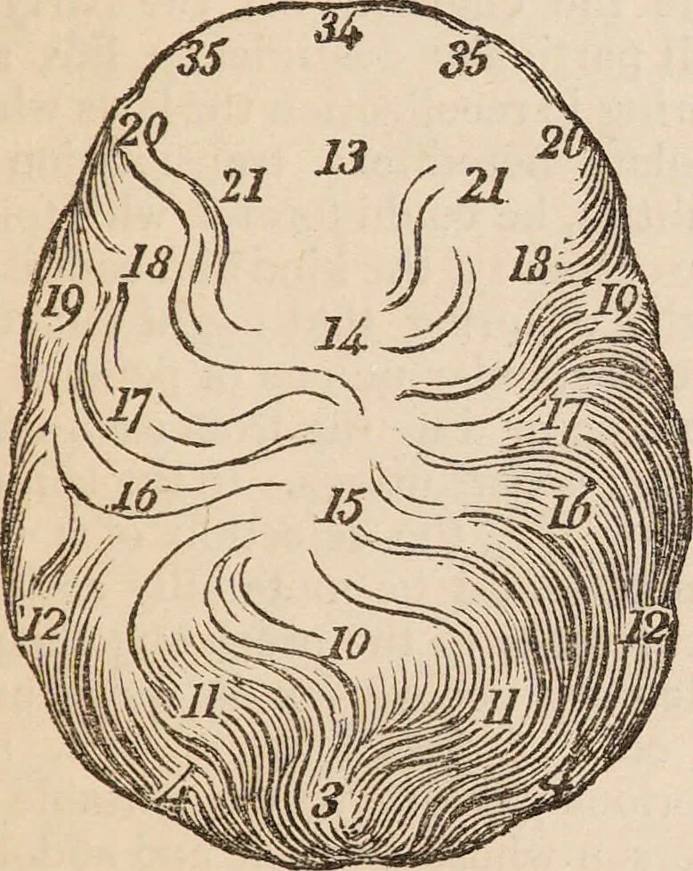 An illustration from The confessional ... An analysis of the causes and cure of melancholy, nervousness, mental and physical debility, arising from ill health, worldly anxiety ... To which is added an essay on corpulency-obesity ... A sketch of choice in marriage, phrenologically considered ... and a few comments on drunkenness / [Robert James Culverwell]., 1841, leaf 83
