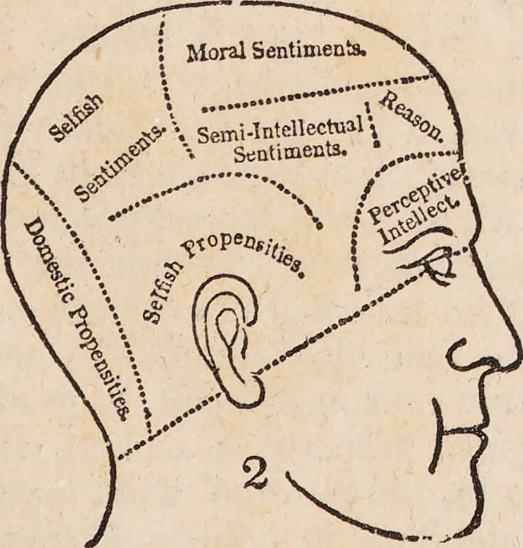 An illustration from O.S. Fowler on temperance, founded on phrenology and physiology, or, The laws of life, and the principles of the human constitution, as developed by the sciences of phrenology and physiology, applied to total abstinence from all alcoholic and intoxicating drinks / by O.S. Fowler., 1844, leaf 15