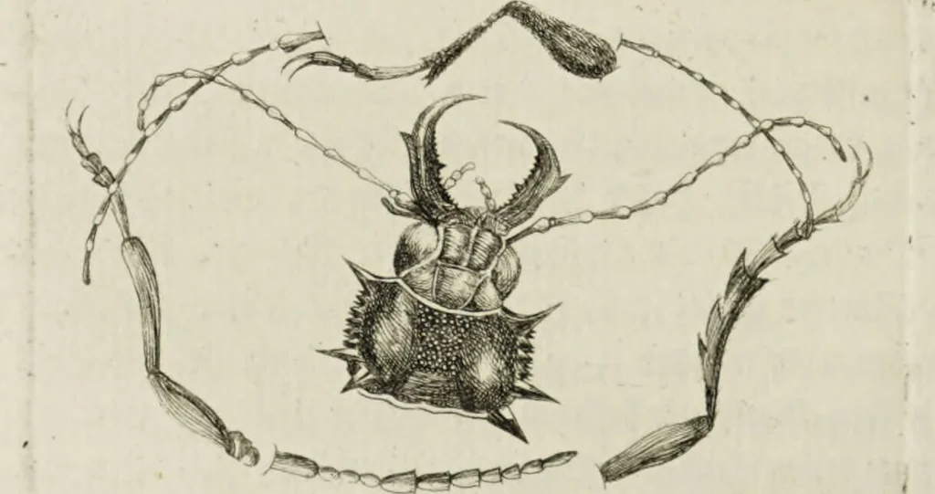 An illustration from Dr. Sulzers Abgekürtze Geschichte der Insecten. Nach dem Linaeischen System / [Johann Heinrich Sulzer]., 1776, leaf 102