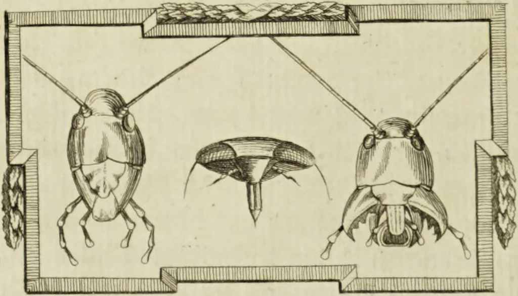 An illustration from Dr. Sulzers Abgekürtze Geschichte der Insecten. Nach dem Linaeischen System / [Johann Heinrich Sulzer]., 1776, leaf 146